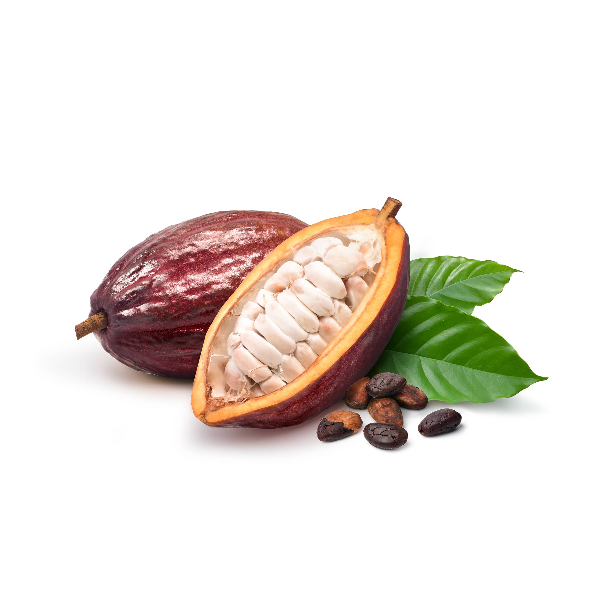 Cocoa antioxidants