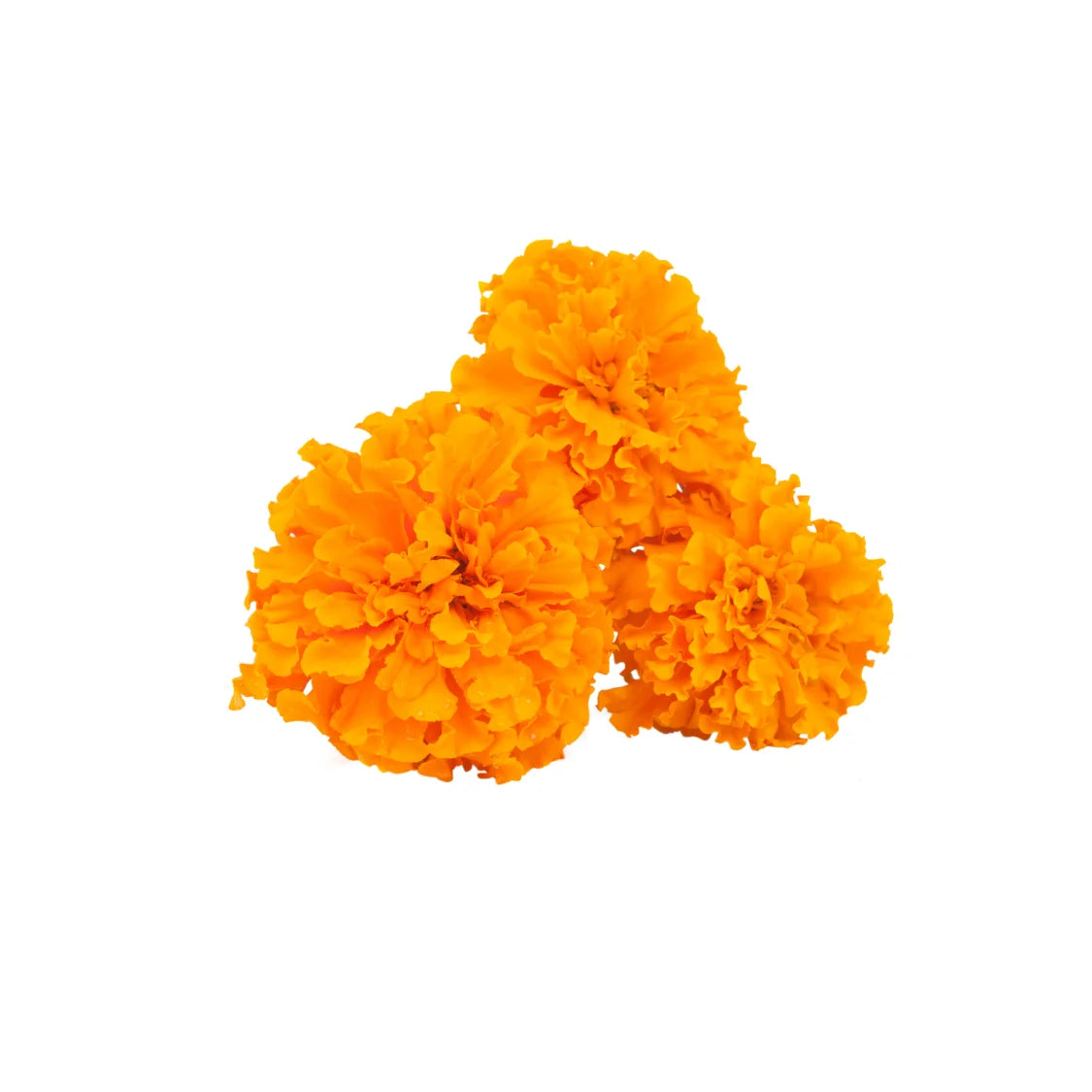 Goudsbloem - Glow Tea - Natural Blend