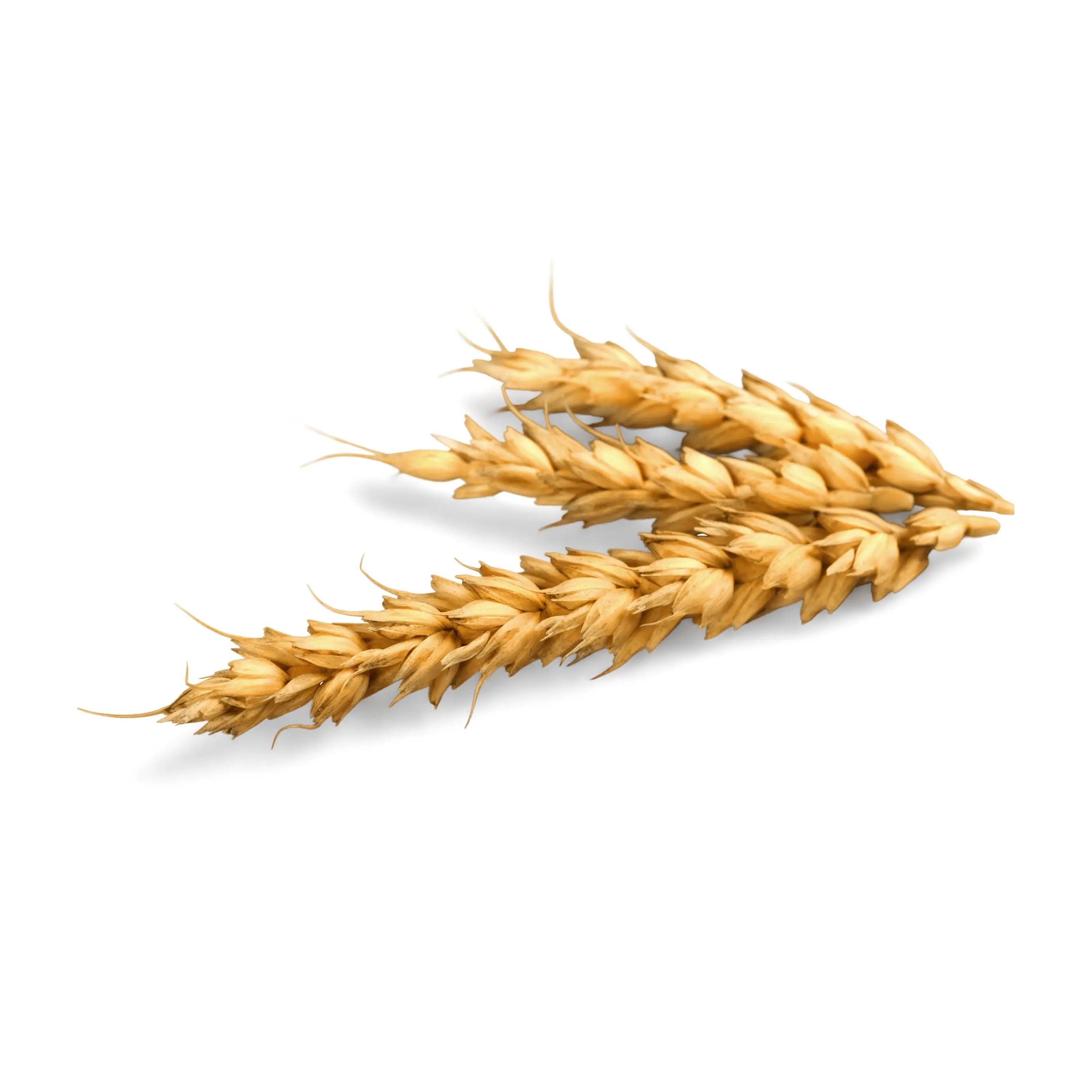 Tarwegluten ingrediënt 