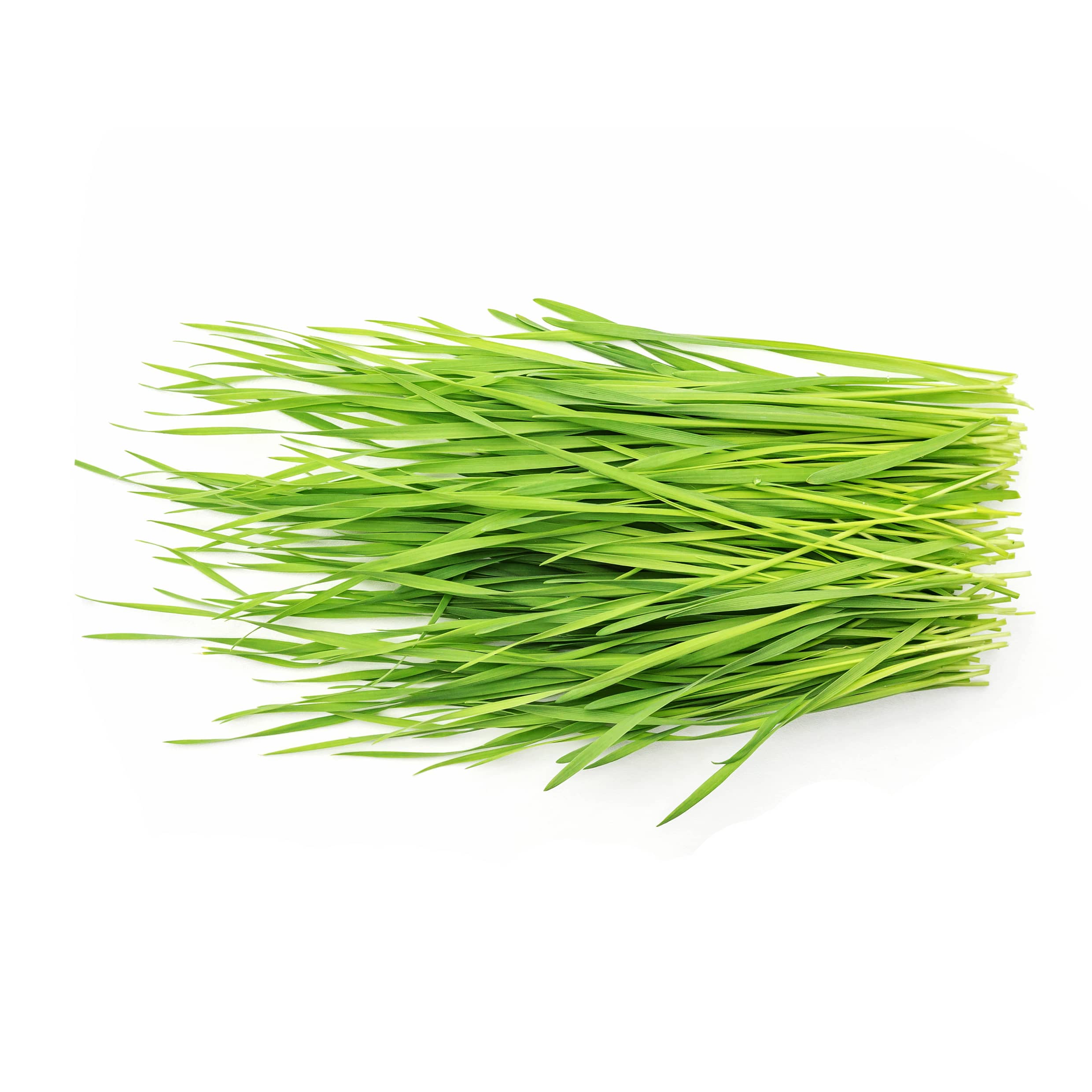 Wheatgrass natural energy